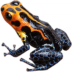 Varadero Dart Frog